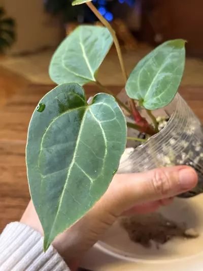 plant/A. Pap X x (DB Brielle x RC)-2-thumbnail