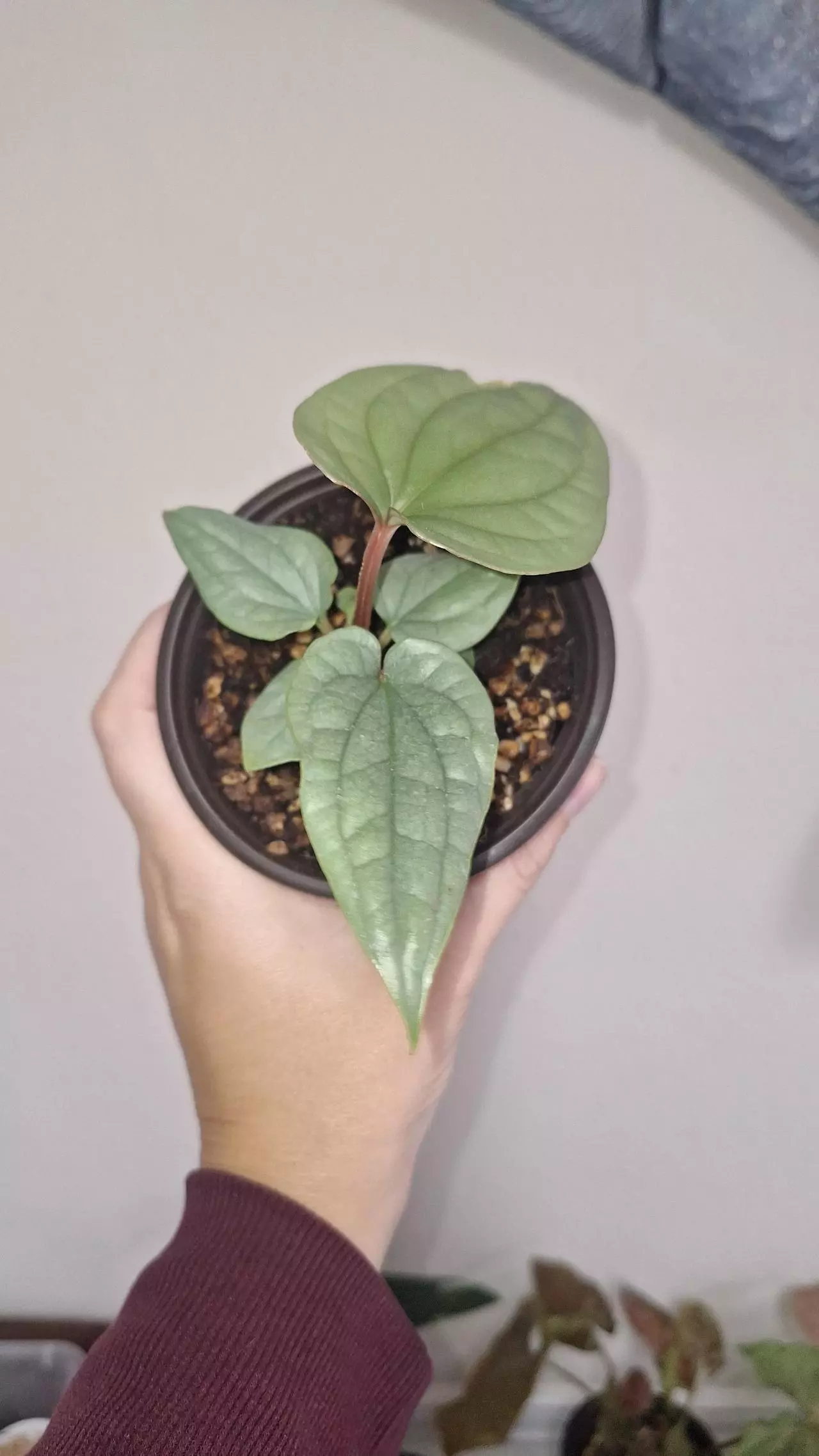 plant/Anthurium Luxurians Silver-2