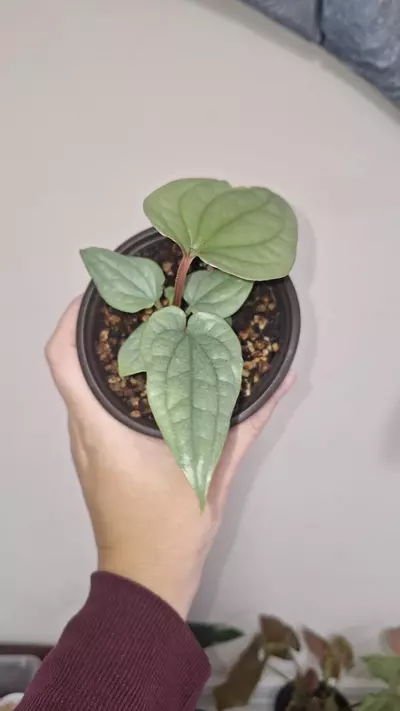 plant/Anthurium Luxurians Silver-2-thumbnail