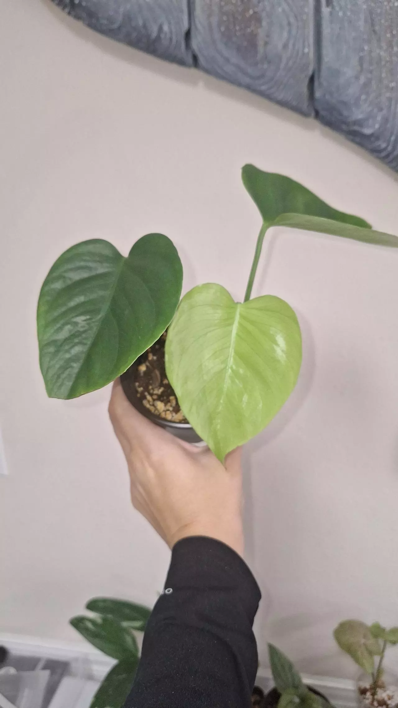 plant/Monstera Sierrana-0
