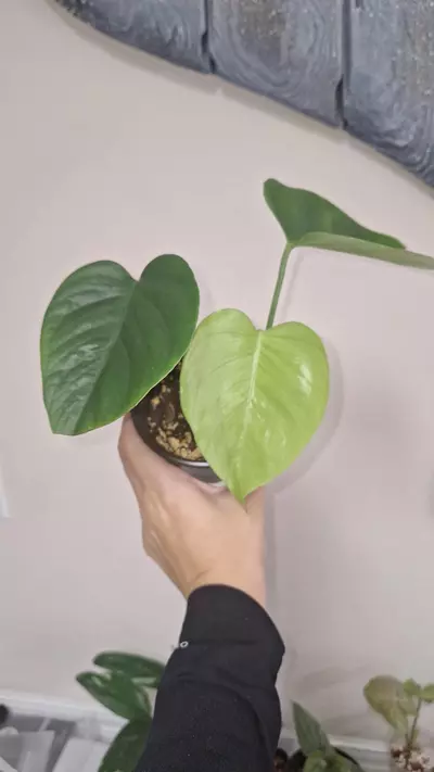 plant/Monstera Sierrana-0-thumbnail
