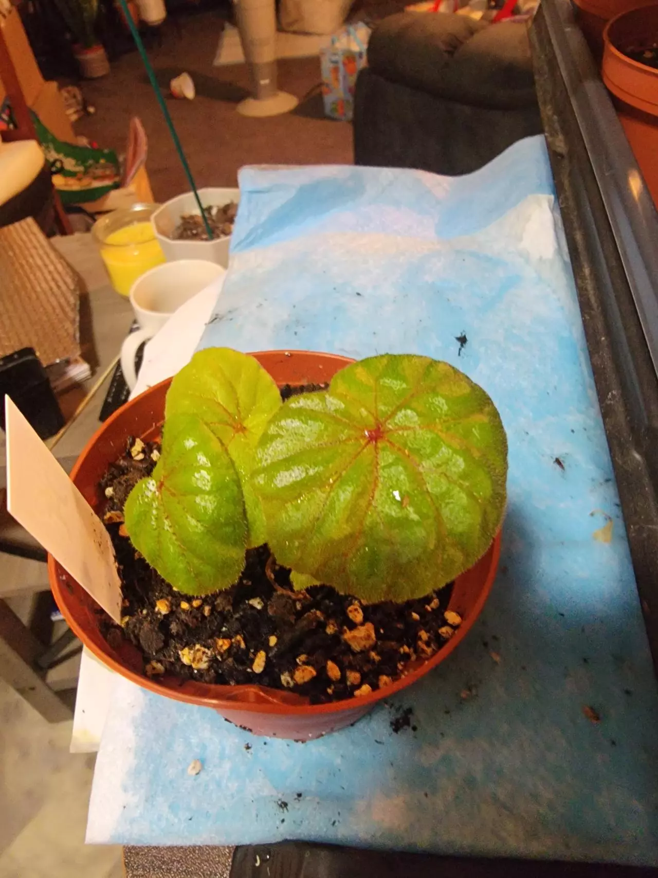 plant/Begonia Sericoneura var Lindleyana-0