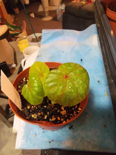 plant/Begonia Sericoneura var Lindleyana-0-thumbnail