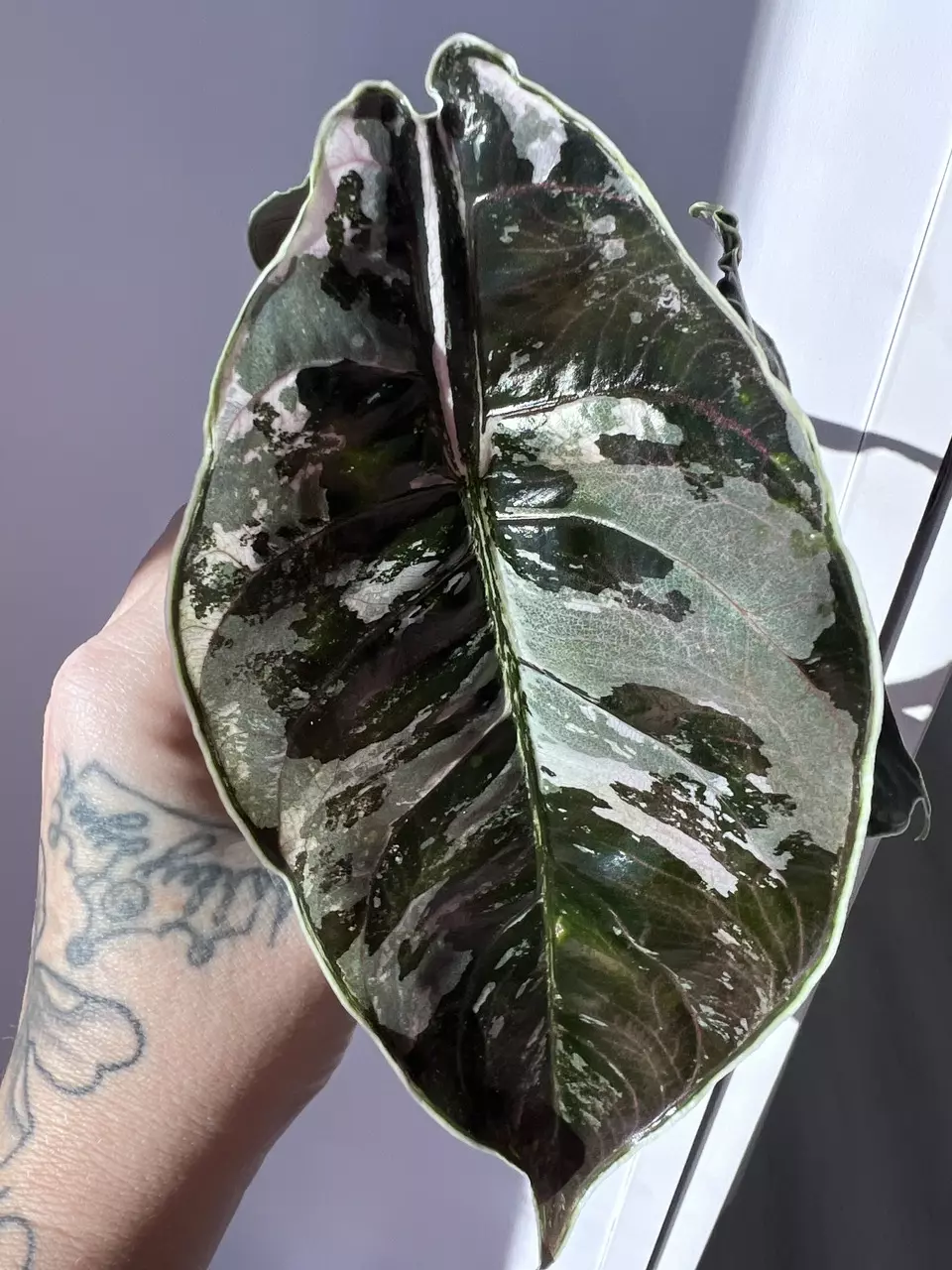 plant/Alocasia Azlanii Pink/Albo Corm-1