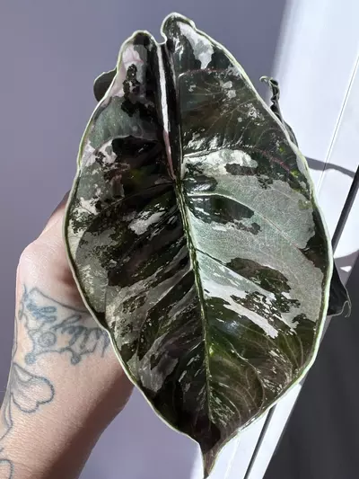 plant/Alocasia Azlanii Pink/Albo Corm-1-thumbnail