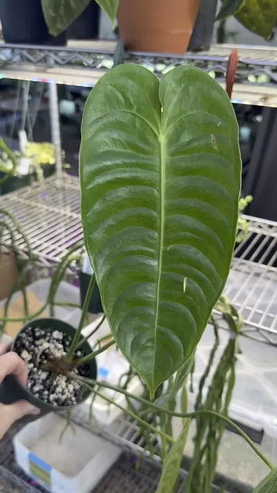 plant/4.5” Anthurium Veitchii (last one!)-0-thumbnail