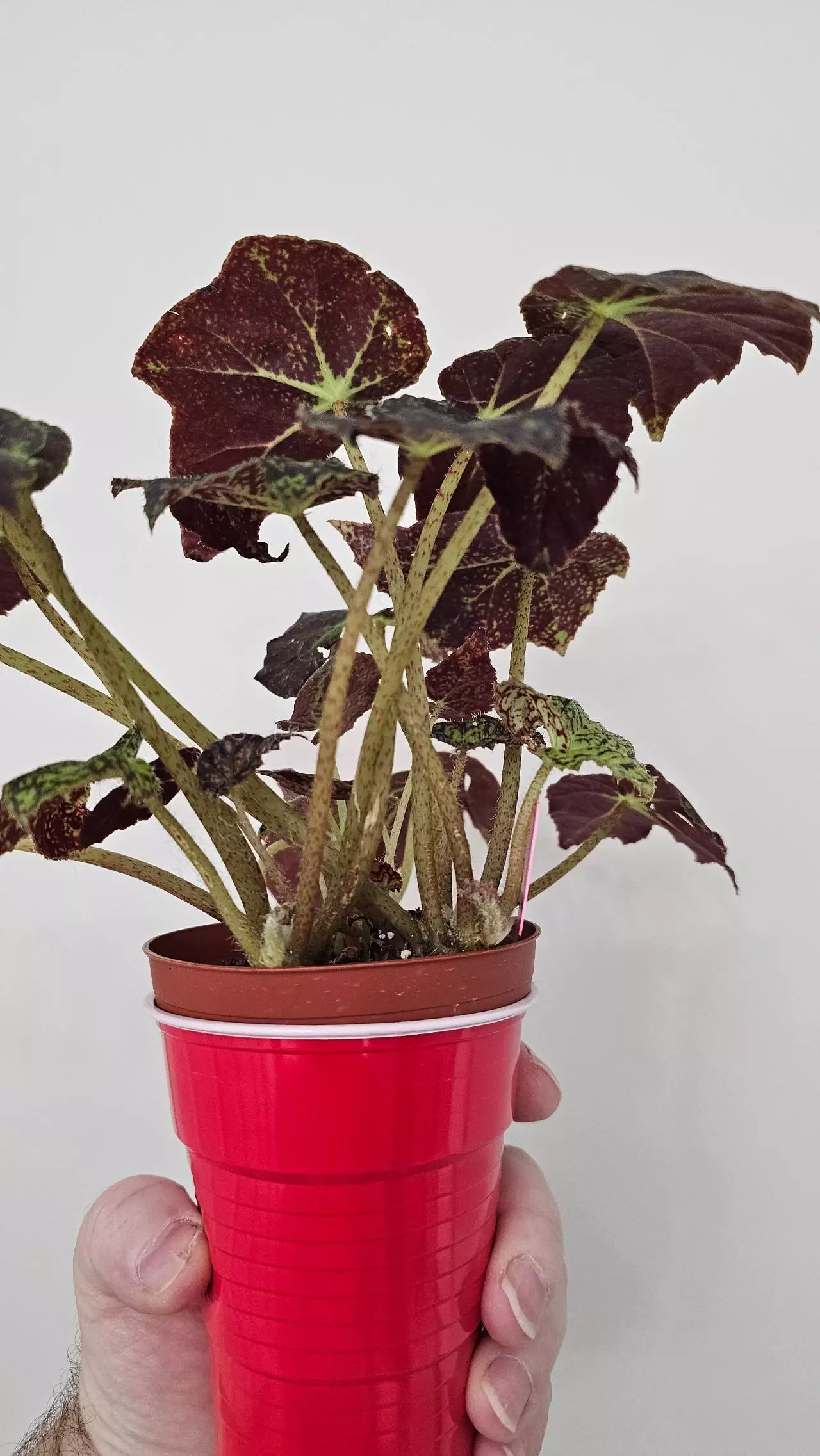 plant/Begonia Aces High-2