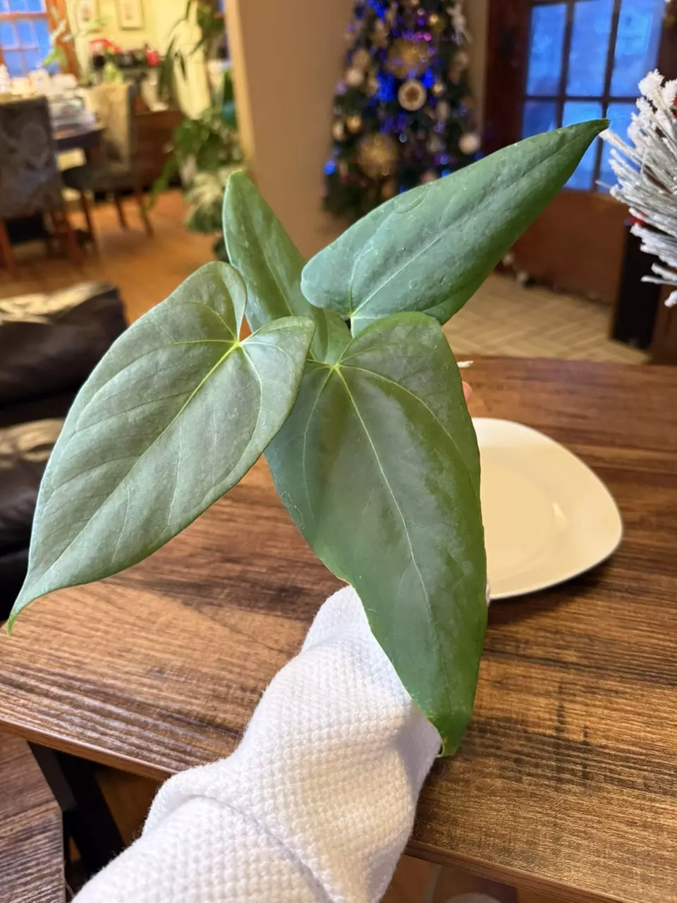 plant/A. Port x Fort Sherman-0