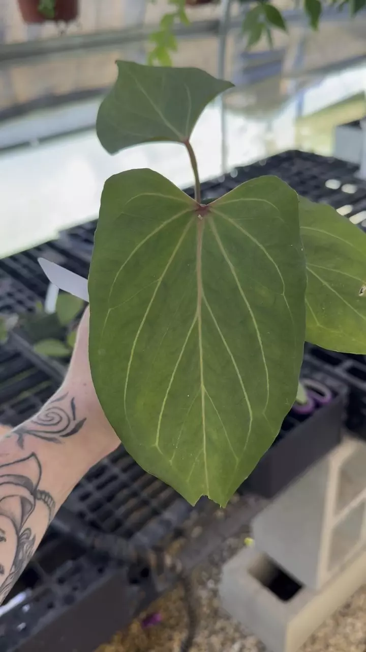 plant/PL3178: slightly imperfect Anthurium King of Spades-0