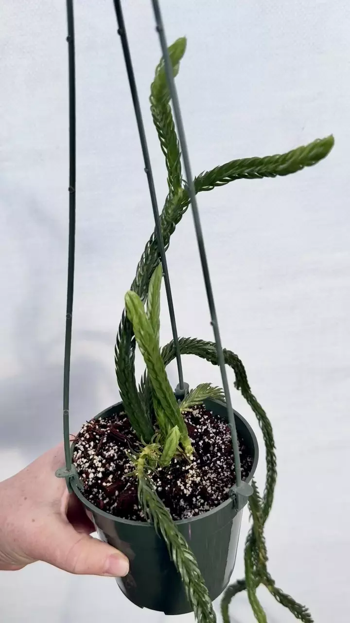 plant/Huperzia Hexagon (lovers choice)-0