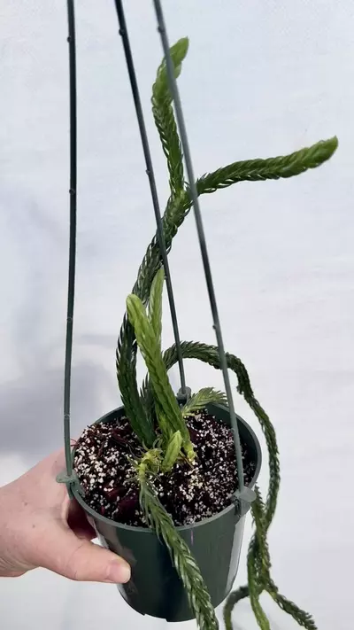 plant/Huperzia Hexagon (lovers choice)-0-thumbnail