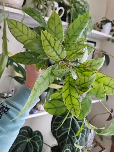 plant/Hoya callistophyla black cat-2-thumbnail