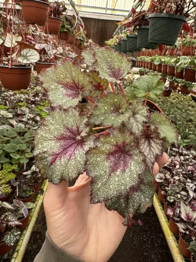 plant/Harmonys sleigh bells 4 inch pot grower ‘s choice-1-thumbnail