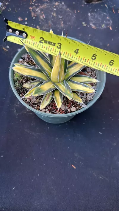 plant/Agave sunking-2-thumbnail
