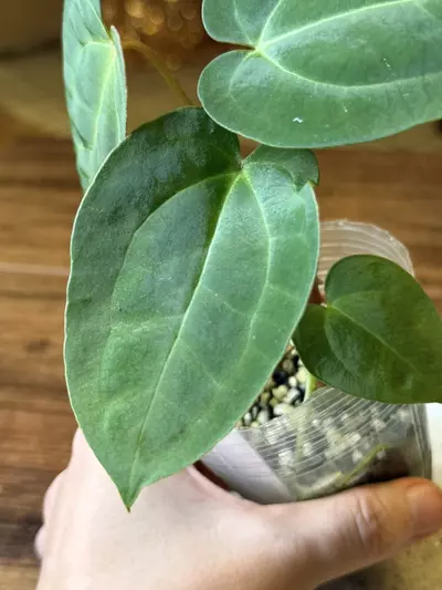 plant/A. Pap X x (DB Brielle x RC) *This one is extra 🔥-4-thumbnail