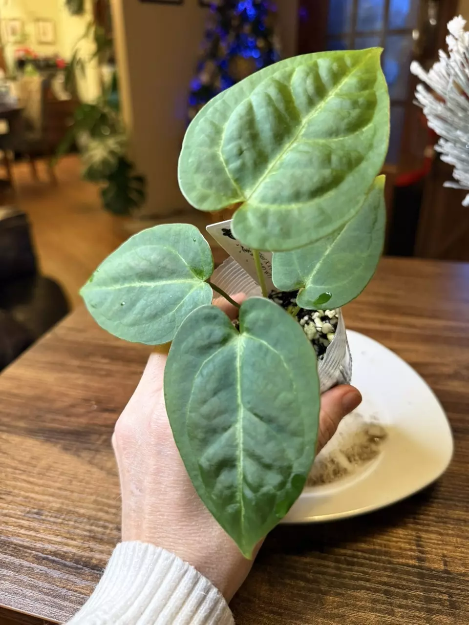 plant/A. Dress X x (Pap Legend x Rio WT)-0