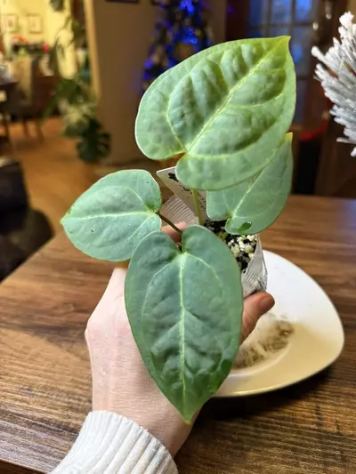 plant/A. Dress X x (Pap Legend x Rio WT)-0-thumbnail