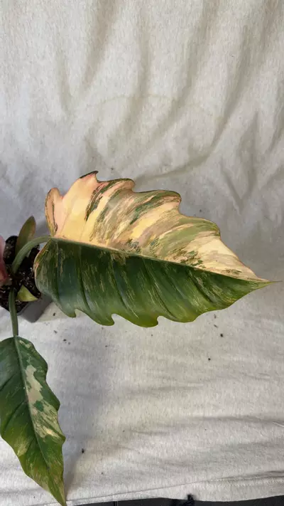 plant/Philodendron Caramel Marble - Exact Plant-1-thumbnail