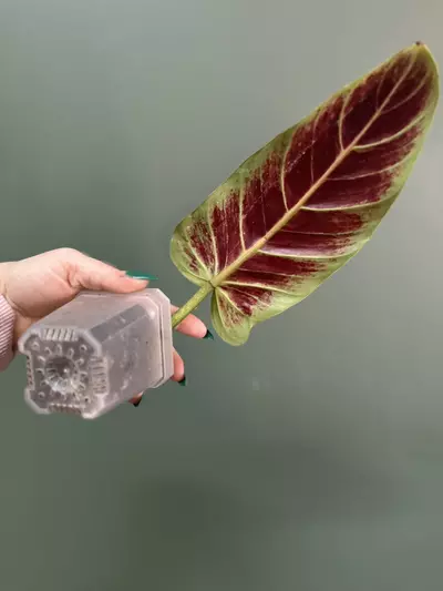 plant/Philodendron Subhastum-1-thumbnail