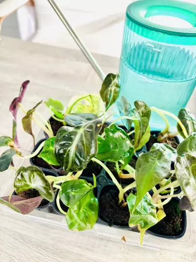 plant/Alocasia venom (GC)-6-thumbnail