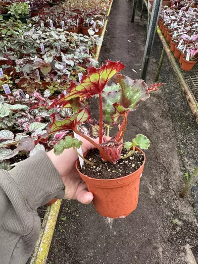 plant/Harmony’s hearts desire 4” pot growers choice-5-thumbnail