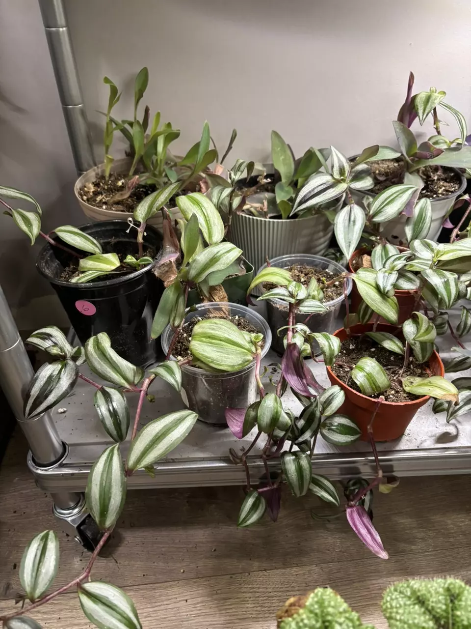 plant/Wandering dude-0