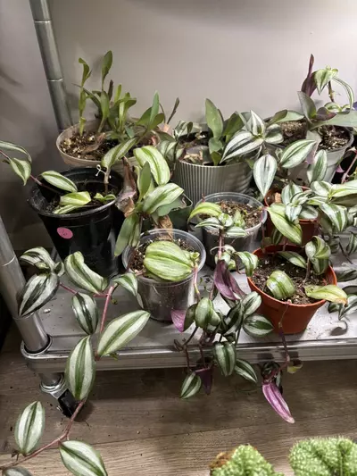 plant/Wandering dude-0-thumbnail