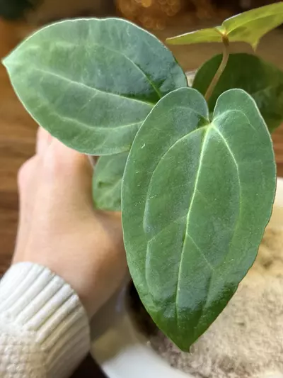 plant/A. Pap X x (DB Brielle x RC) *This one is extra 🔥-3-thumbnail