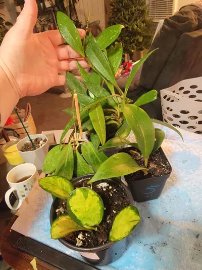 plant/Hoya Bundle: Sunrise, Australis Lisa (Rehab), Carnosa and a Noid-0-thumbnail