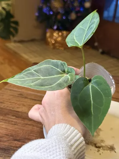 plant/A. Pap X x (DB Brielle x RC)-3-thumbnail