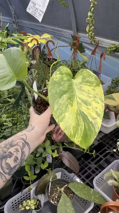 plant/PL3195: Monstera Marilyn-2-thumbnail