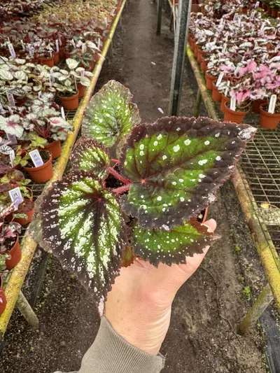 plant/Harmony’s nightfall 4” pot growers choice-2-thumbnail