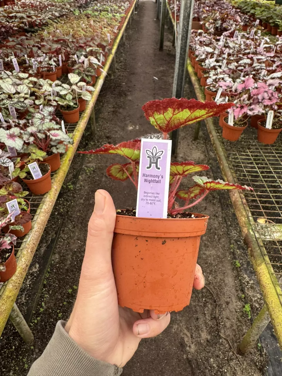 plant/Harmony’s nightfall 4” pot growers choice-6