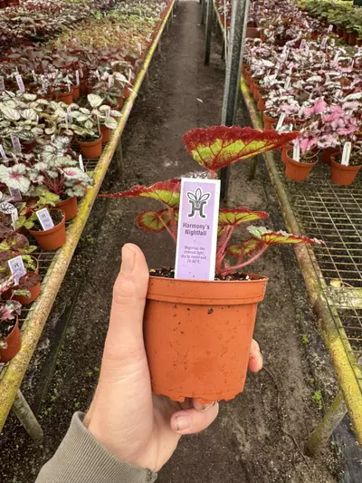 plant/Harmony’s nightfall 4” pot growers choice-6-thumbnail