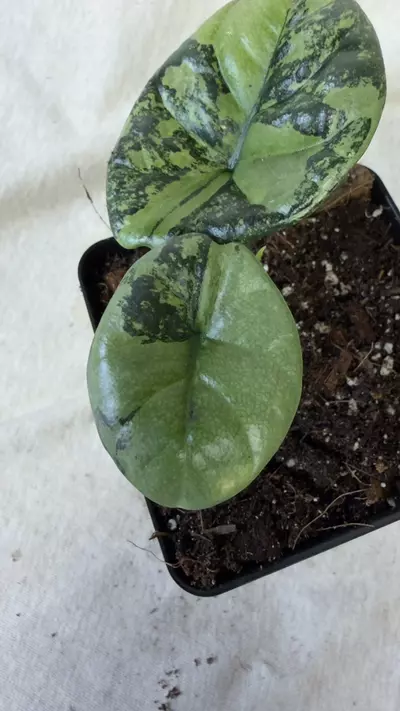 plant/Alocasia Sinuata Variegated - Exact Plant-2-thumbnail