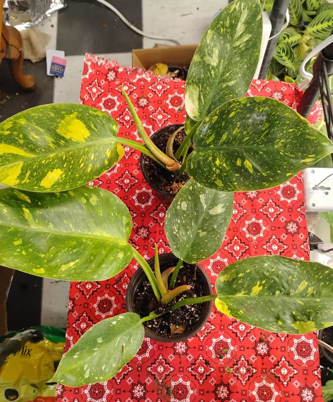 plant/Philodendron Green Congo nuclear-1