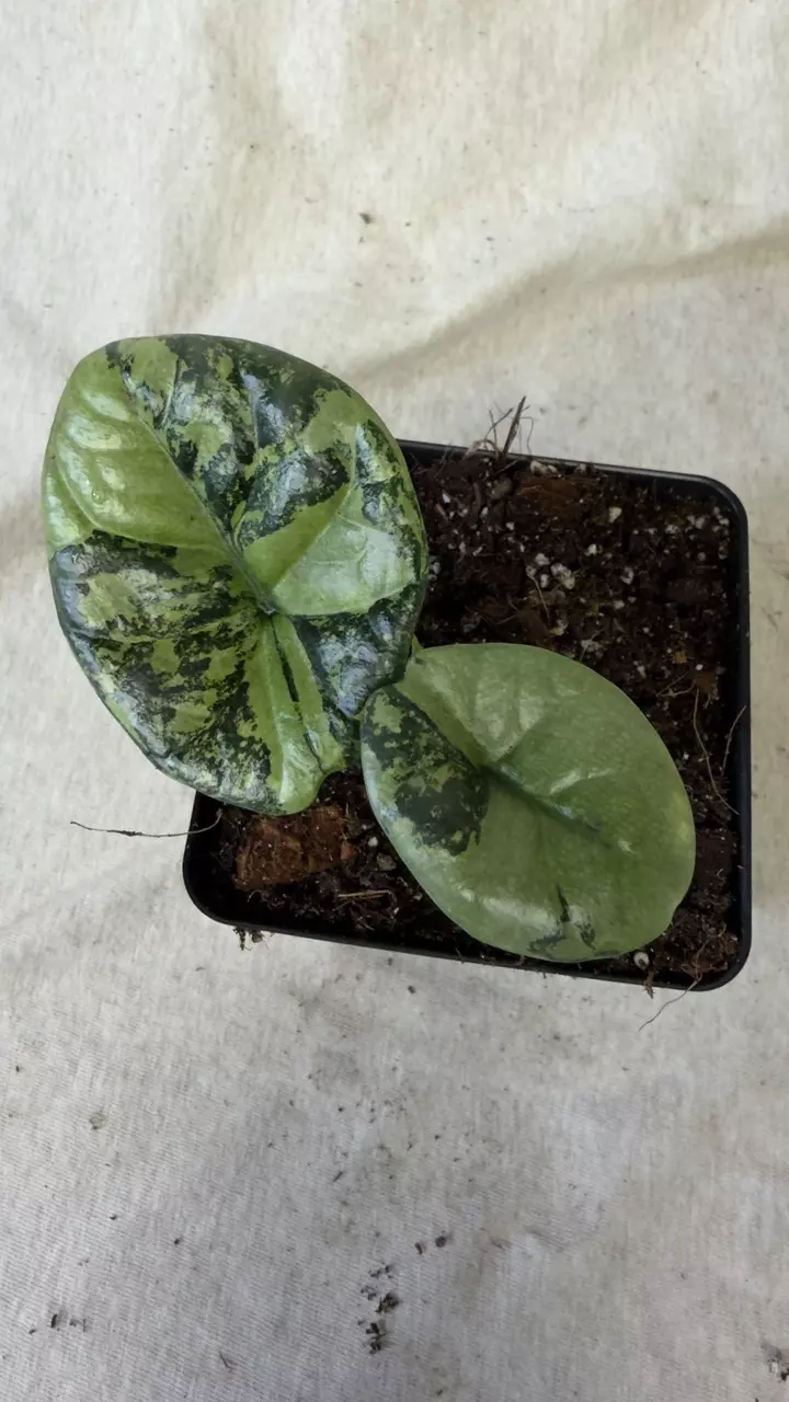 plant/Alocasia Sinuata Variegated - Exact Plant-0