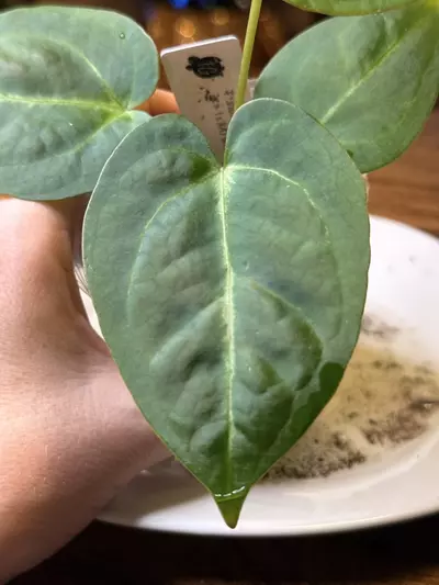 plant/A. Dress X x (Pap Legend x Rio WT)-3-thumbnail