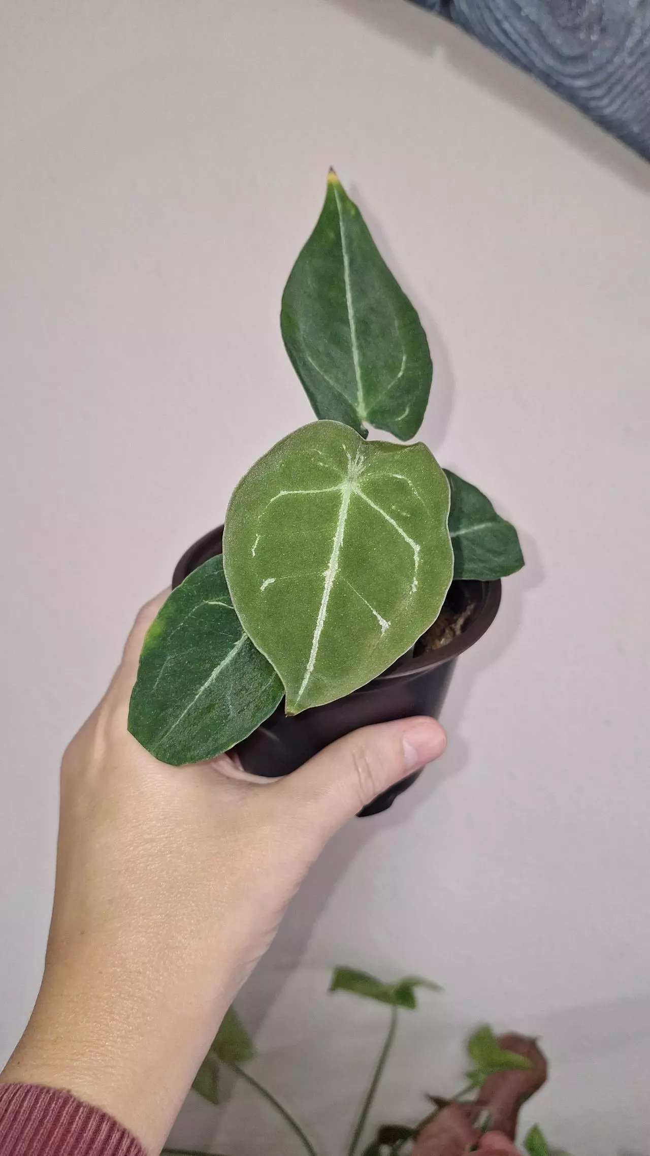 plant/Anthurium Forgetii x Vitarifolium-1