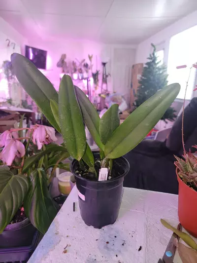 plant/Orchid Cattleya Aurora (1905) (Luteola x Dowiana)-0-thumbnail