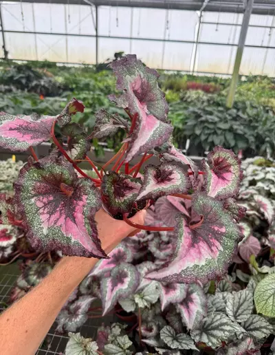 plant/Harmony love potion 4” pot growers choice-2-thumbnail