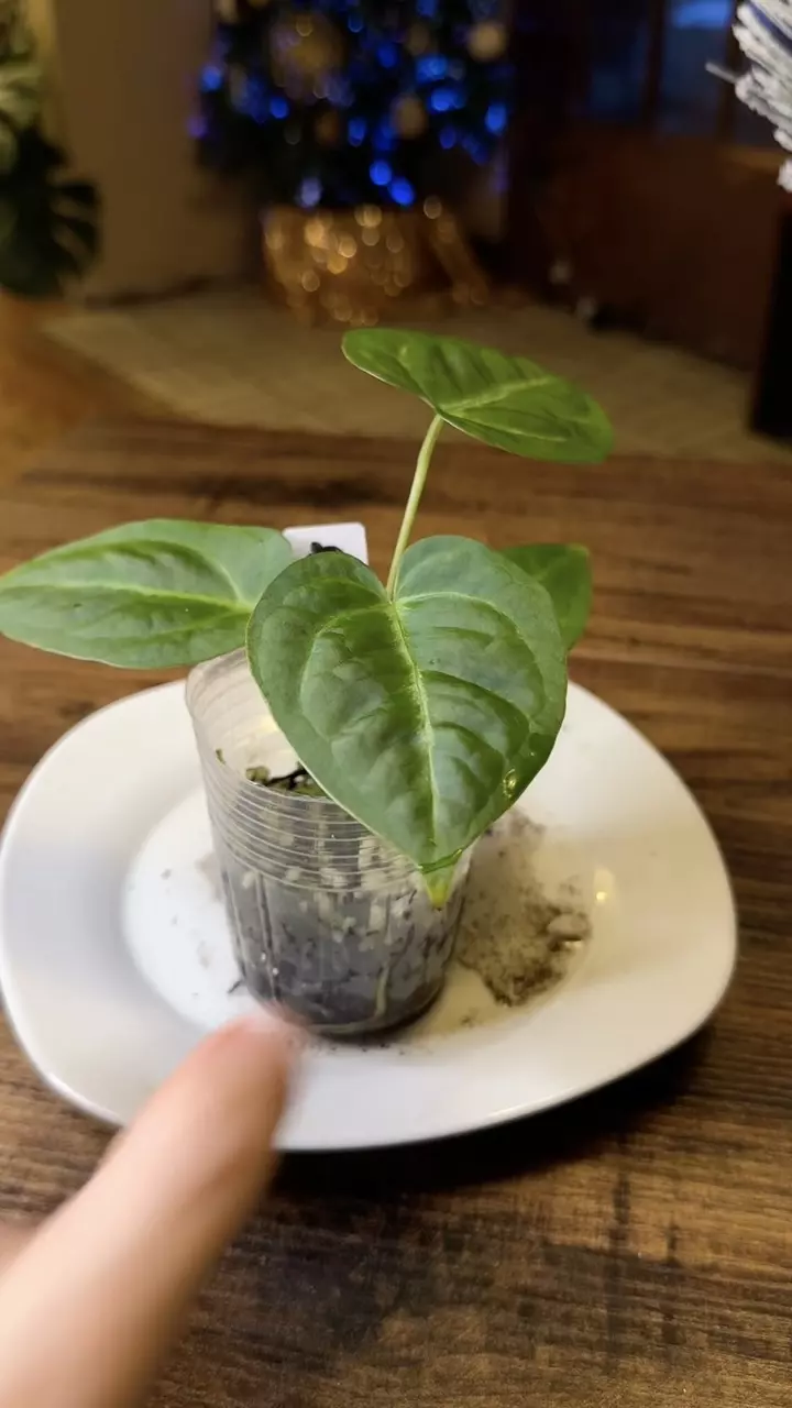 plant/A. Dress X x (Pap Legend x Rio WT)-4