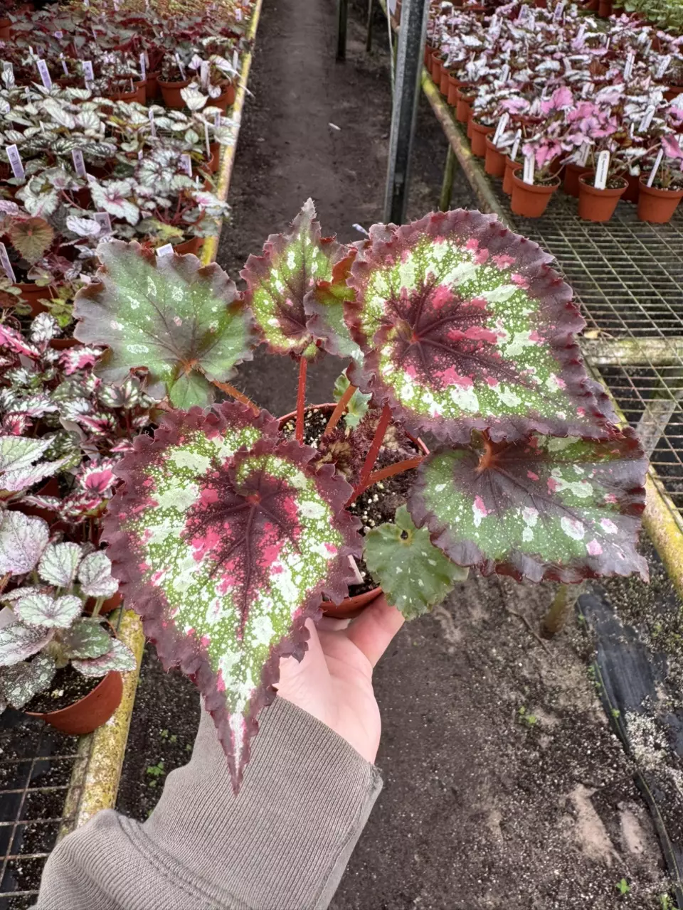 plant/Harmony’s hearts desire 4” pot growers choice-0