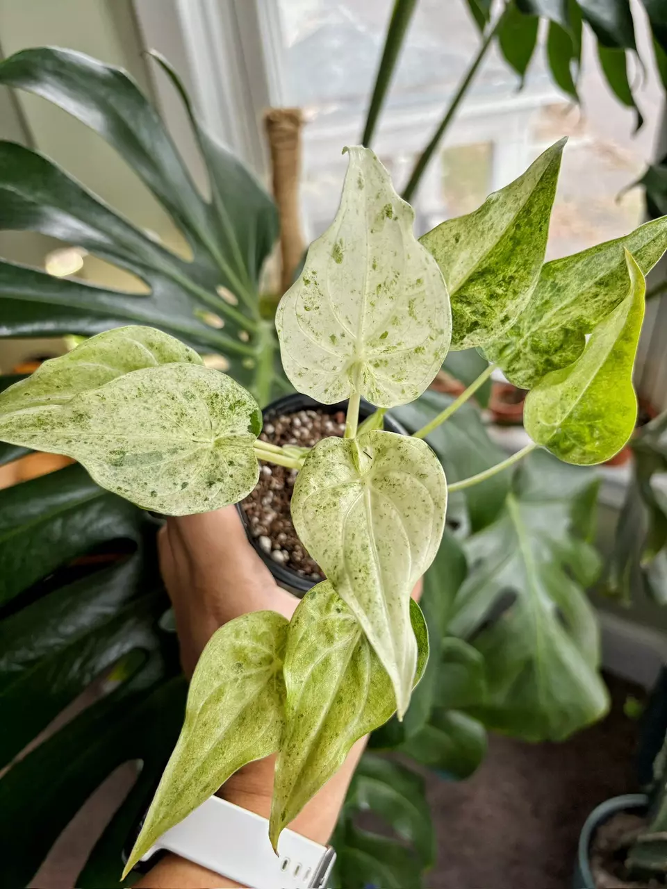 plant/Alocasia Cuculatta Mint-0