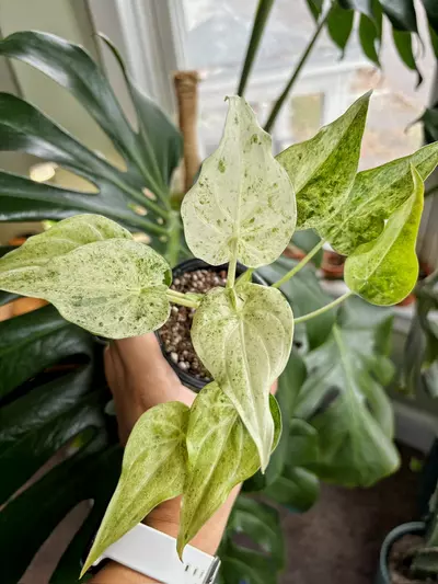 plant/Alocasia Cuculatta Mint-0-thumbnail