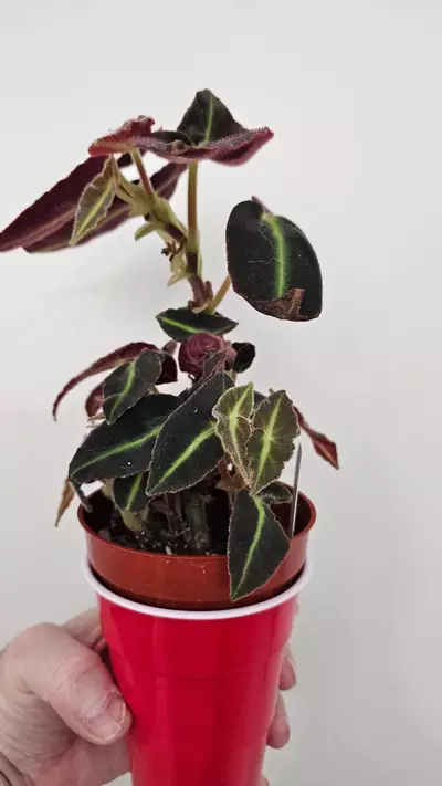 plant/Begonia Listada-1-thumbnail