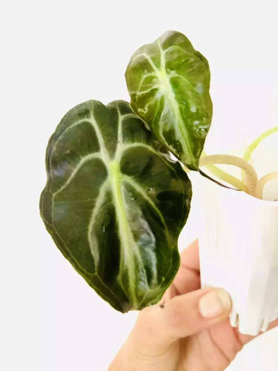 plant/Alocasia venom (GC)-0