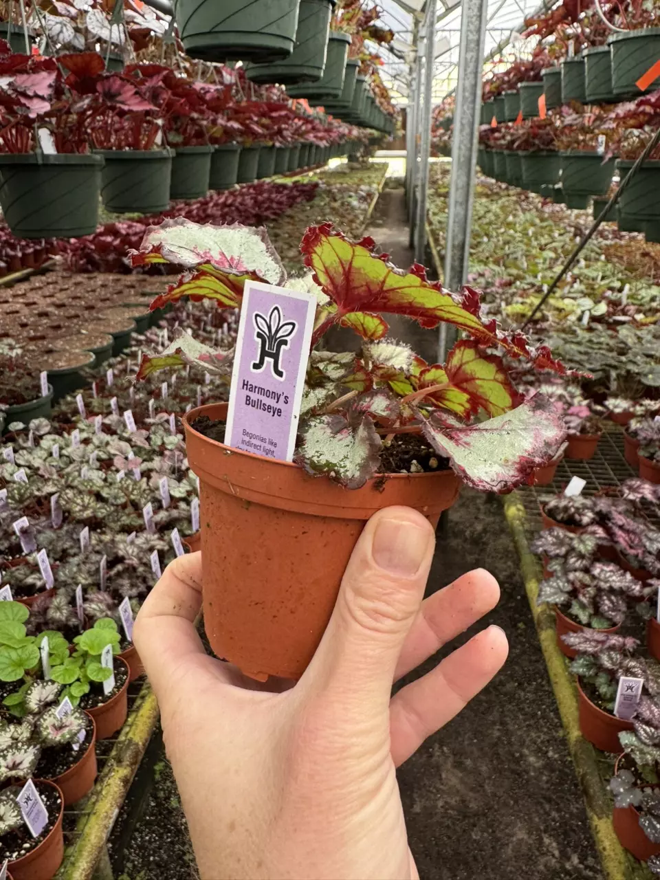 plant/Harmony’s bullseye 4” pot growers choice-6