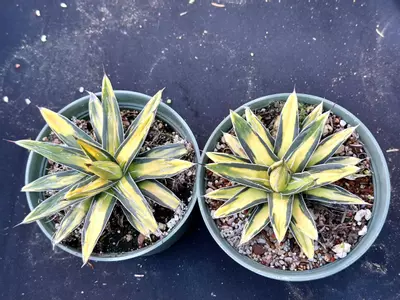 plant/Agave sunking-6-thumbnail