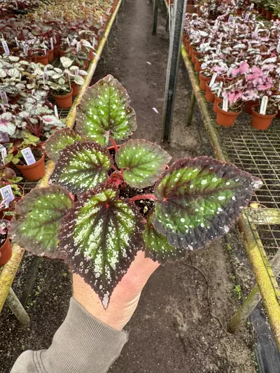 plant/Harmony’s nightfall 4” pot growers choice-3-thumbnail